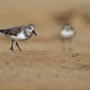 Jespak pisecny - Calidris alba - Sanderling o1926